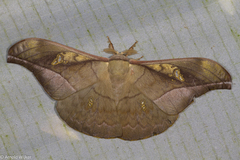 Antheraea rosieri