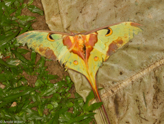 Actias maenas