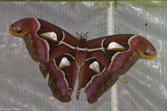 Archaeoattacus malayanus