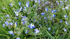 Veronica syriaca