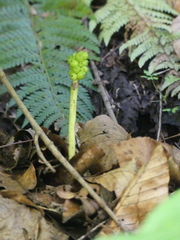 Arum megobrebi, photograph Anastasiia Samokhvalova, CC BY, iNaturalist via GBIF