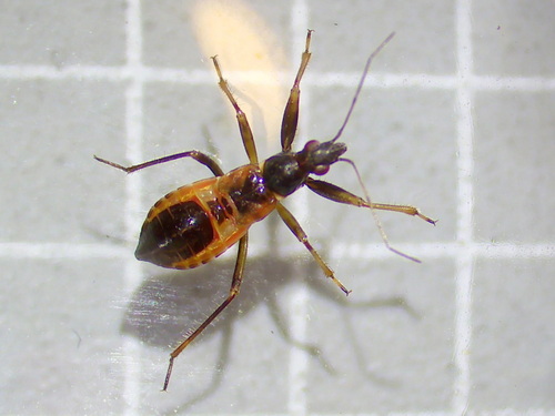 Ant Damselbug, photo 3 of 10