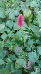 Acalypha pendula