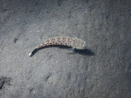 Spotted Sandperch — seen at this dive site