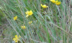 Ranunculus monophyllus