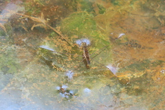 Limnometra