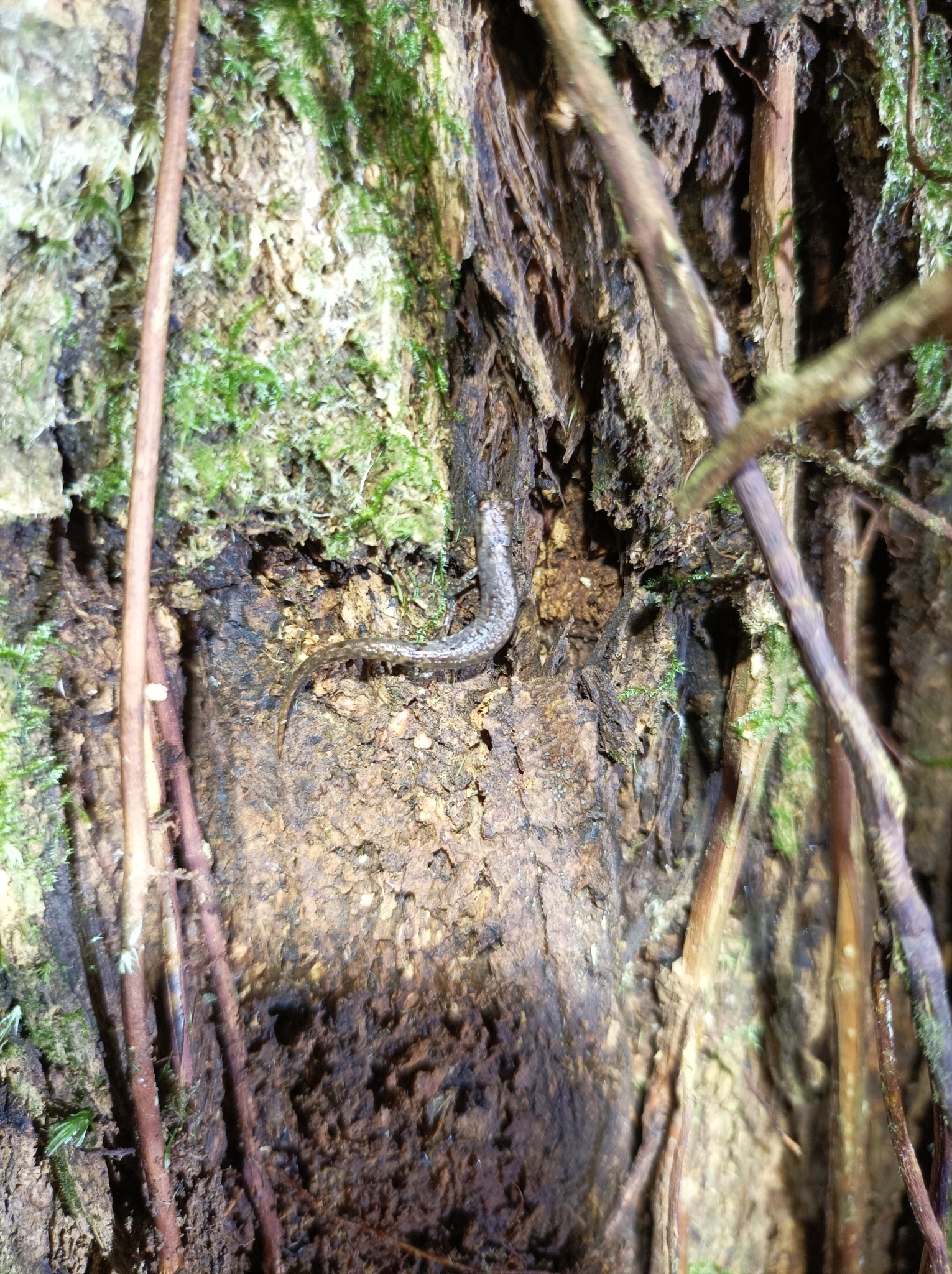 Veracruz Pigmy Salamander photo 5