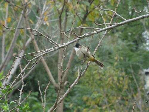 Brown-breasted Bulbul