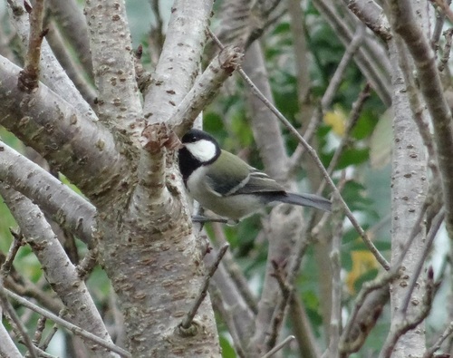 Asian Tit