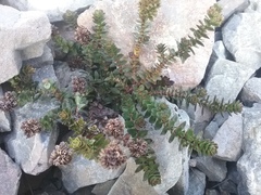 Veronica haastii