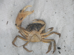Trichodactylidae