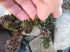 Veronica haastii