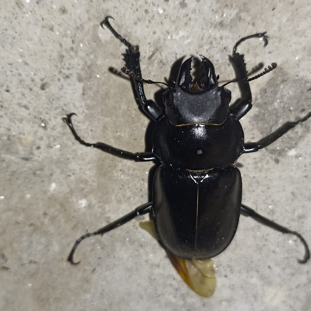 Neolucanus angulatus