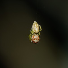 Opisthoncus abnormis