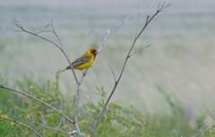 Emberiza bruniceps