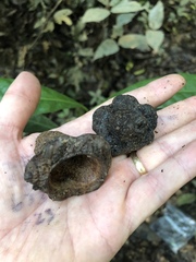 Eschweilera parvifolia