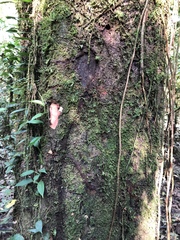 Eschweilera parvifolia