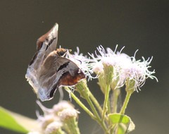 Odontoptilum angulata
