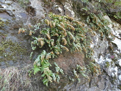 Polypodium macaronesicum image