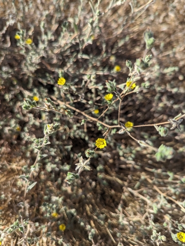 iNaturalist observation photo of common hareleaf