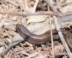 Hemiergis talbingoensis