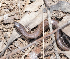 Hemiergis talbingoensis