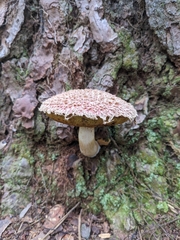 Boletellus ananas image