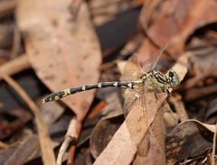 Austrogomphus cornutus