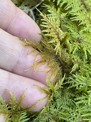Hylocomium splendens image