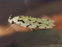 Izatha peroneanella