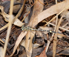 Austrogomphus cornutus