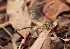 Austrogomphus cornutus