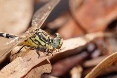 Austrogomphus cornutus