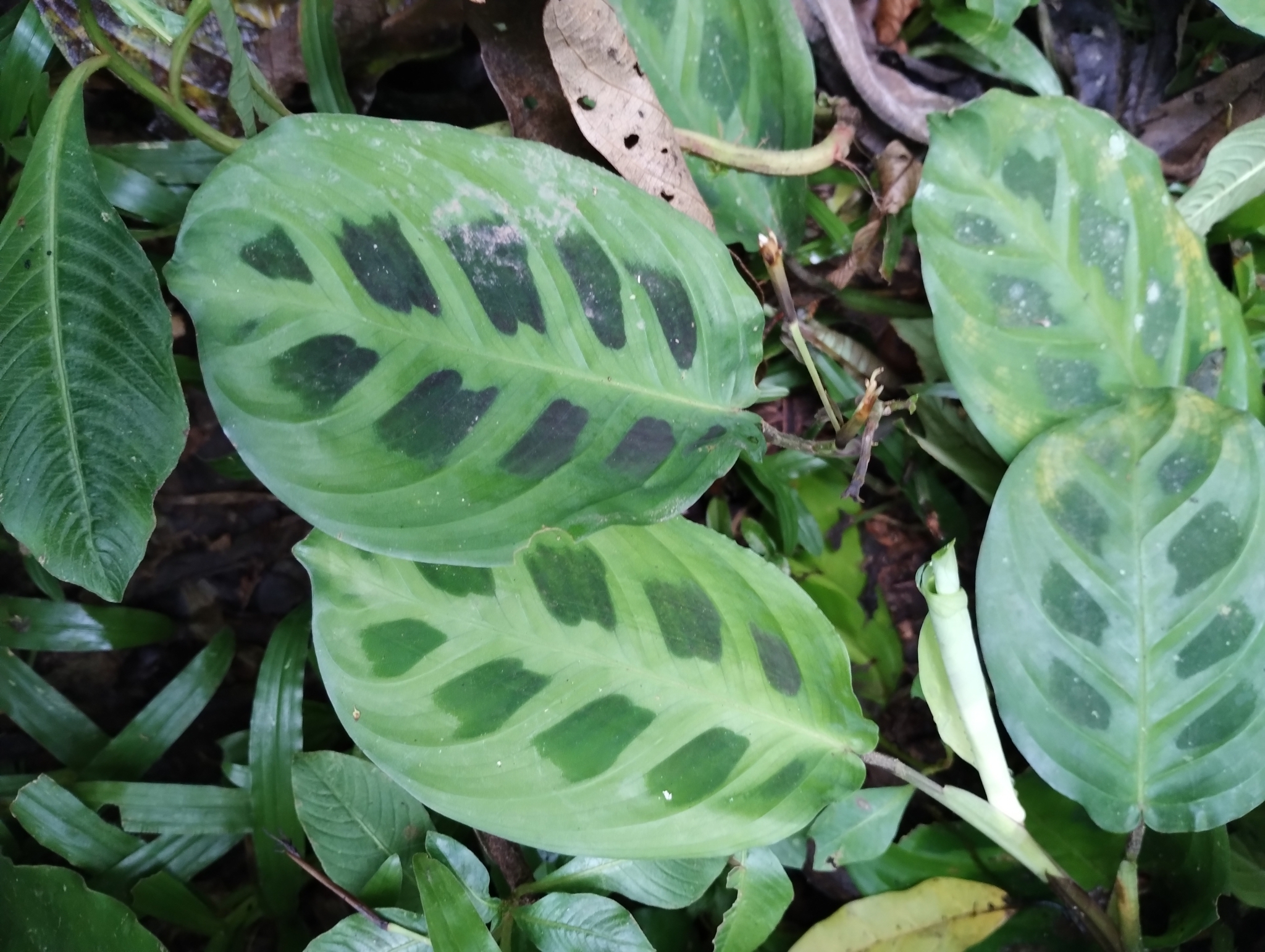 Imagem de Maranta