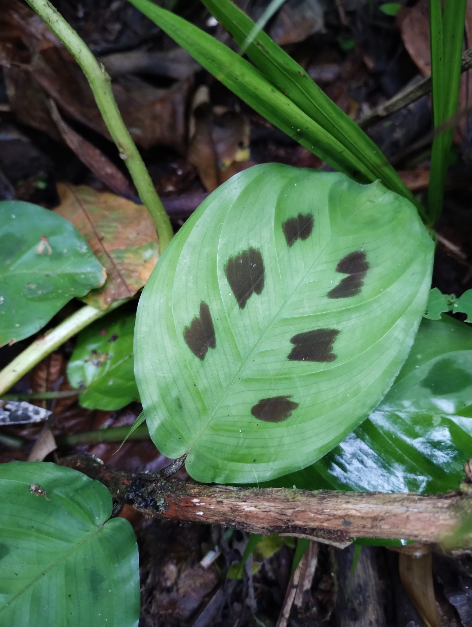 Imagem de Maranta