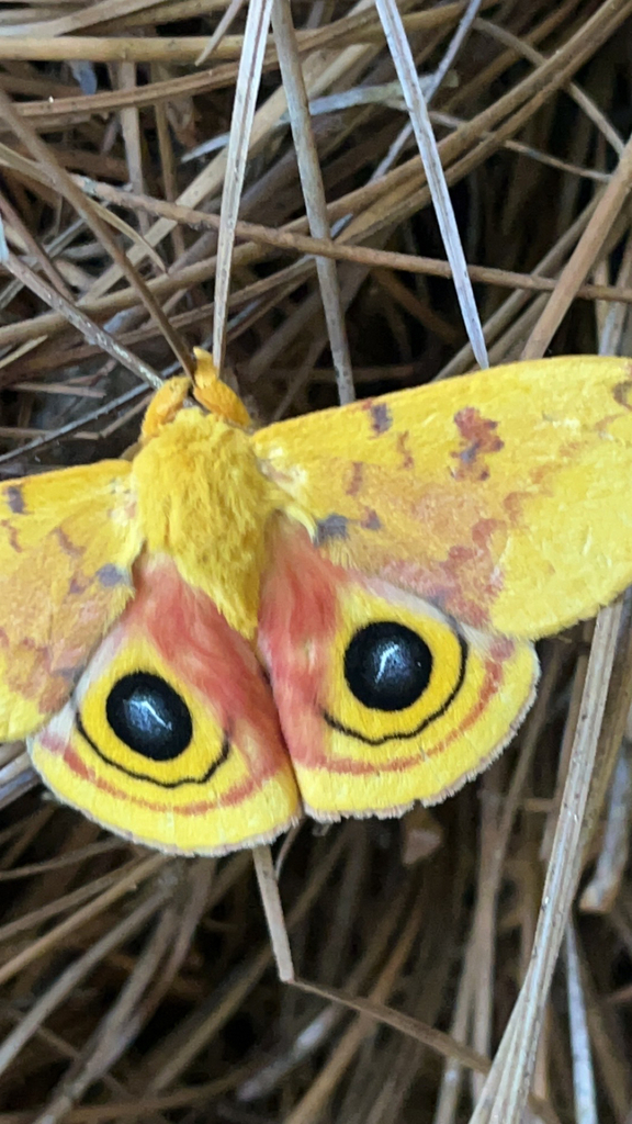 Io Moth from Lexington on August 10, 2023 at 05:27 PM by lotusmooncake ...