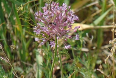Caerulea