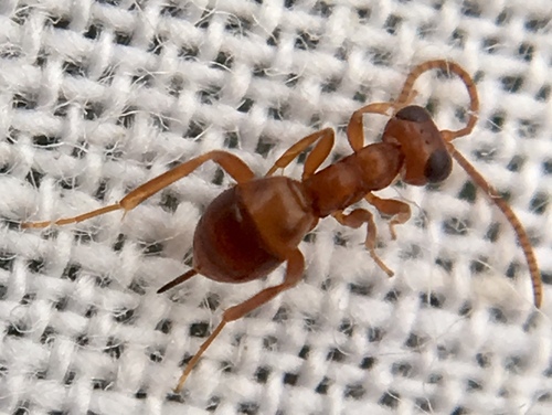 Gelis rufogaster