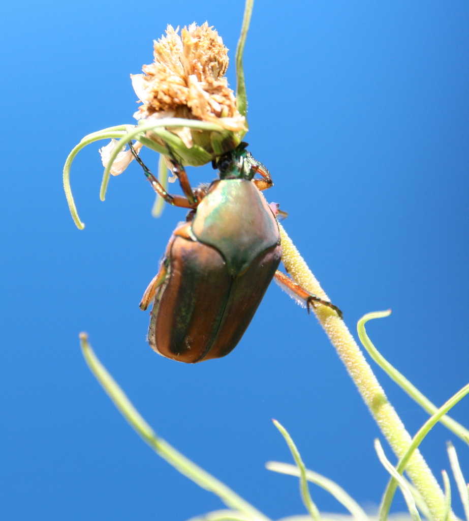 common-green-june-beetle-from-goodwell-ok-73939-usa-on-august-10