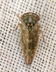 Idiocerus herrichii