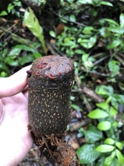 Couratari guianensis