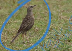 Cincloramphus cruralis