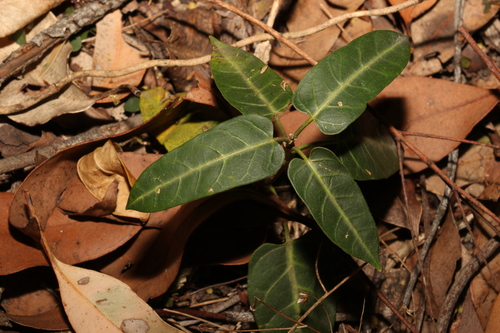 Image of Leichhardtia lloydii by (c) Greg Tasney, some rights reserved (CC BY-SA)