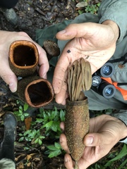 Couratari guianensis