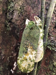 Couratari guianensis