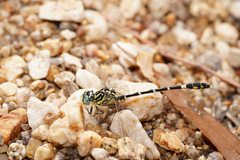 Austrogomphus cornutus