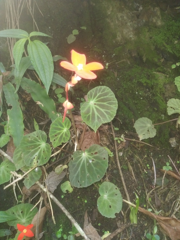 Begonia weddelliana