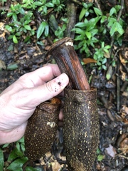 Couratari guianensis