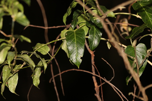 Image of Leichhardtia lloydii by (c) Greg Tasney, some rights reserved (CC BY-SA)