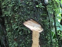 Couratari guianensis